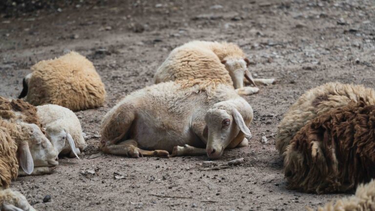 group of white sheep sleeping in the cage in the local farm zoo with selective focus.a breed of domestic sheep from the chiang mai zoo in thailand.